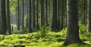 Seguro responsabilidad civil empresas forestales